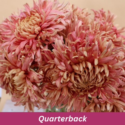 Close-up of pink flowers with a 'Quarterback' label at the bottom.