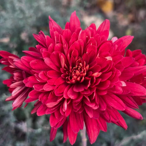 Red Rover Mums Red Headliner Chrysanthemum | Heritage Mums
