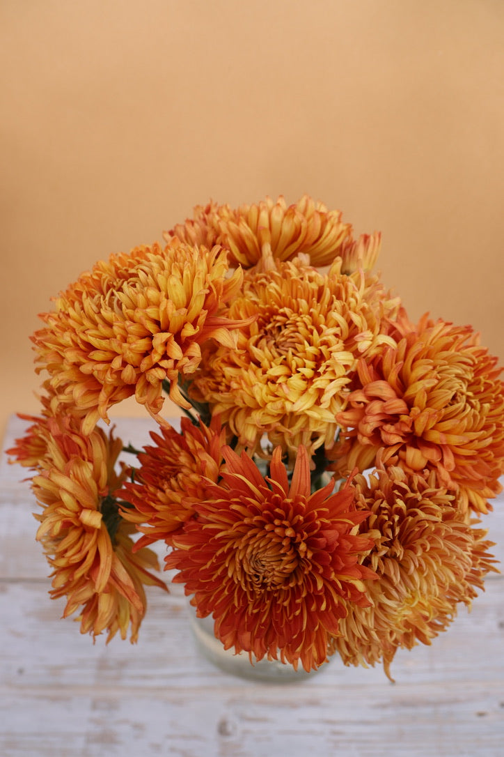 Peach Chrysanthemum 
