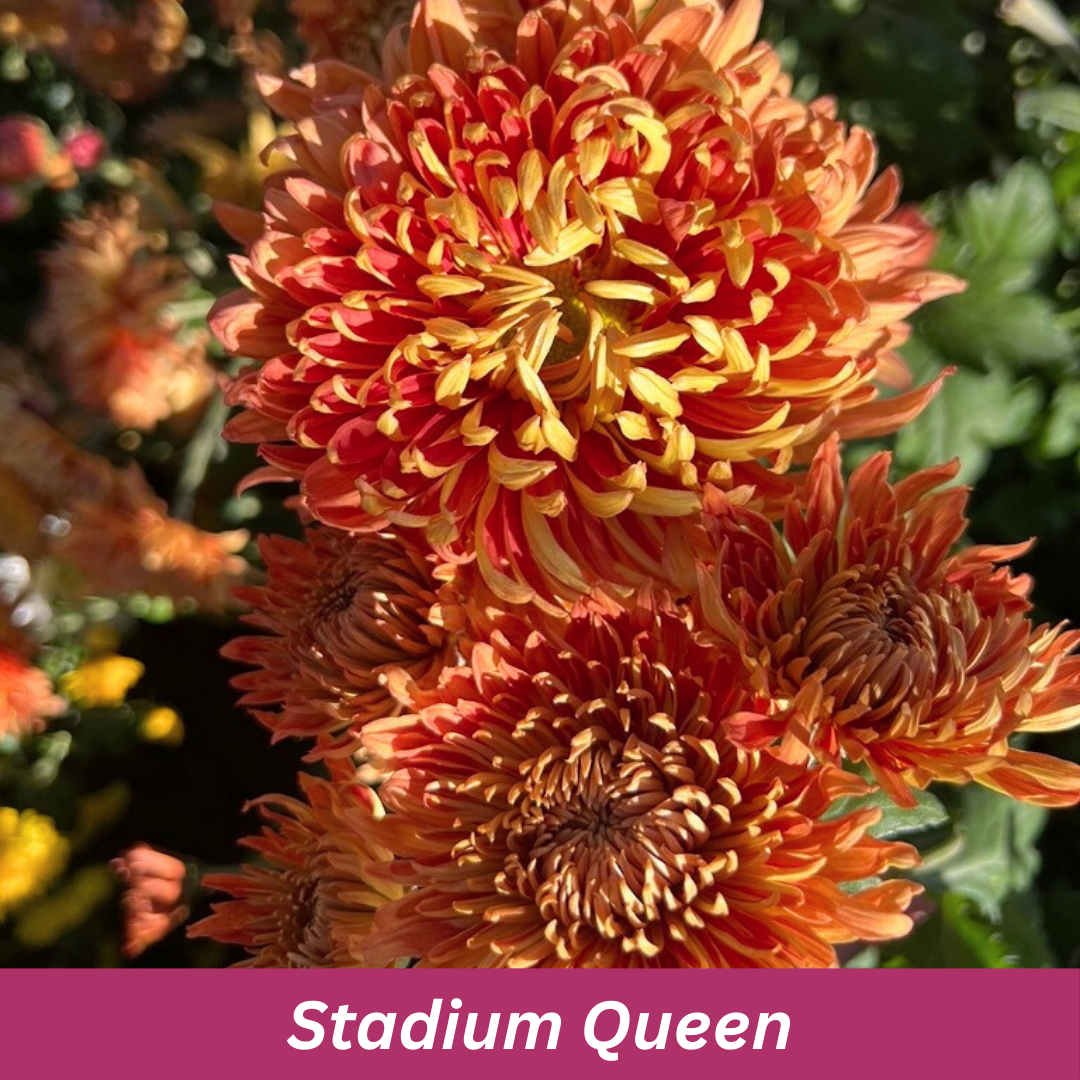 The Royals Collection - April Shipment