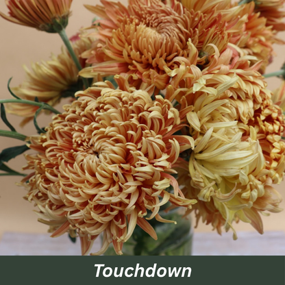 Touch down Chrysanthemums